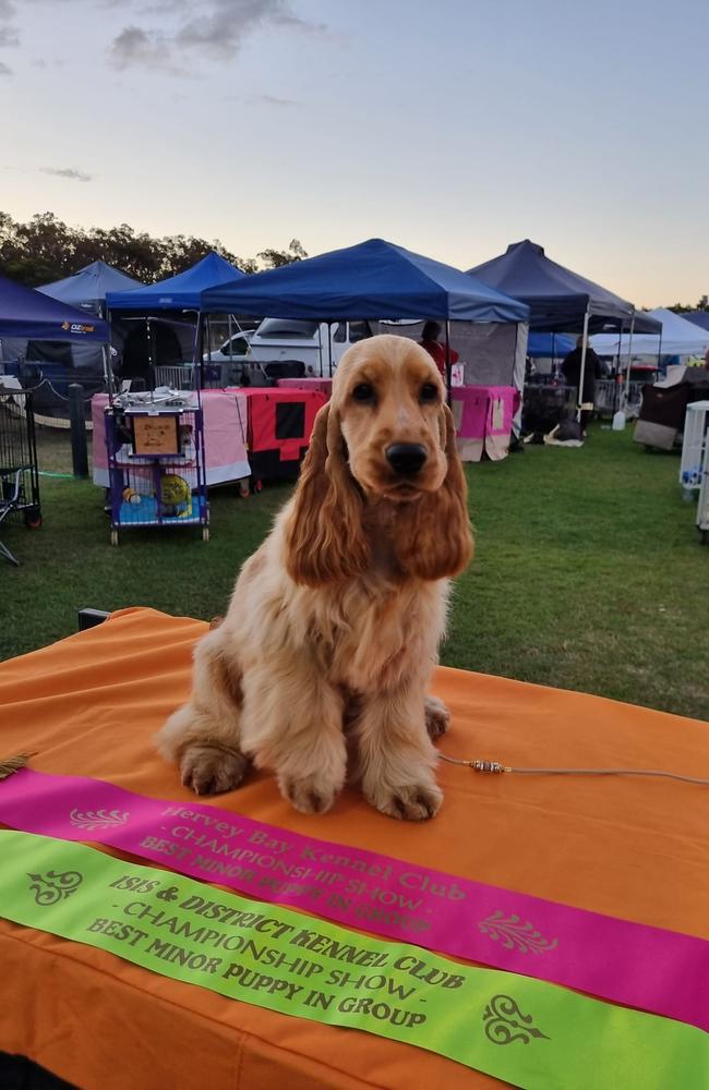 Snitch (The Golden Snitch): Gwendolyne Watt's 11 month old English Cocker Spaniel