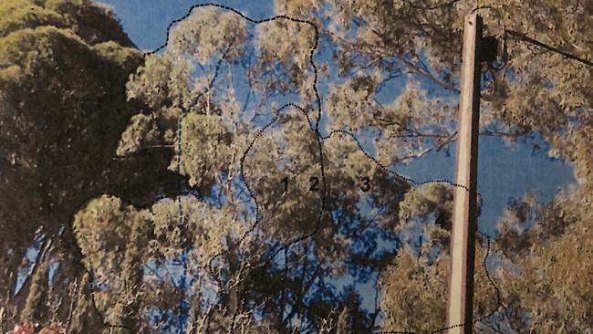 Trees 1 and 2 (as marked) before being pruned. Source: ERD Court