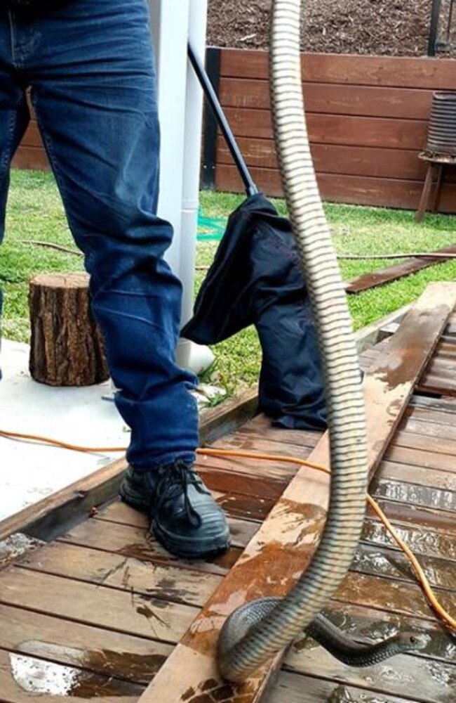 An eastern brown found at Ormeau. Picture: Gold Coast and Brisbane Snake Catcher