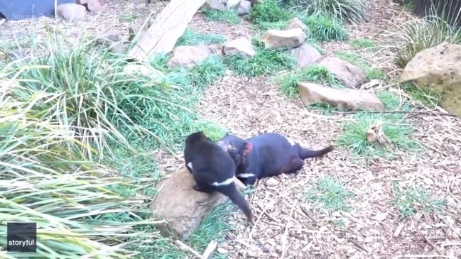 Two young Tasmanian devils fight for their mother's attention