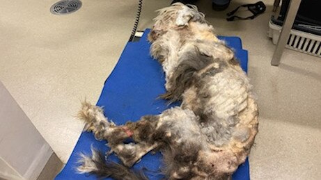 Norman Fraser's dog Buddy had to be humanely euthanised by the RSPCA due to his illness and injuries following a substantial period of neglect. Picture: RSPCA