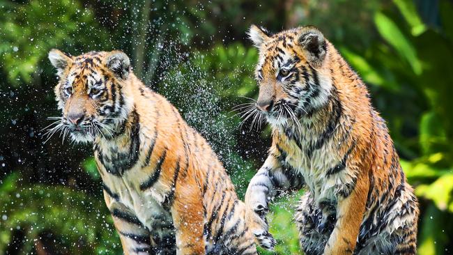 Tiger cubs Mya and Melati have delighted visitors to Tiger Island at Dreamworld. Picture: NIGEL HALLETT