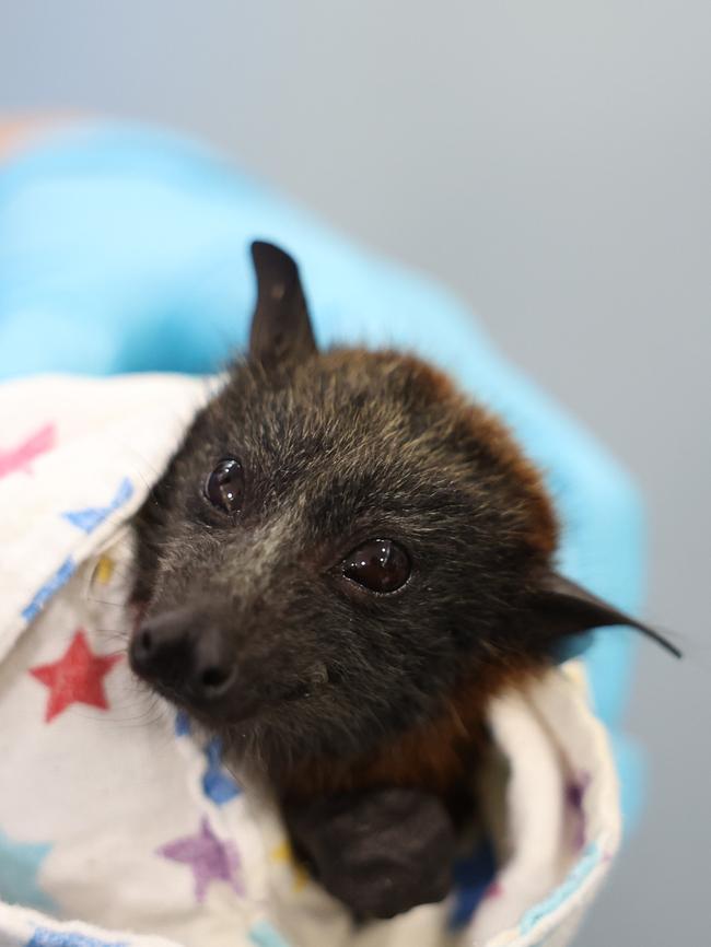 The Daily Telegraph 9.3.2025 Associate Veterinarian Dr Chantal Whitten operates on a Flying Fox that was trapped in barbed wire. Byron Bay Wildlife Hospital is back open and treating Australian Wildlife that have been rescued in the floods after Cyclone Alfred.  Picture: Rohan Kelly