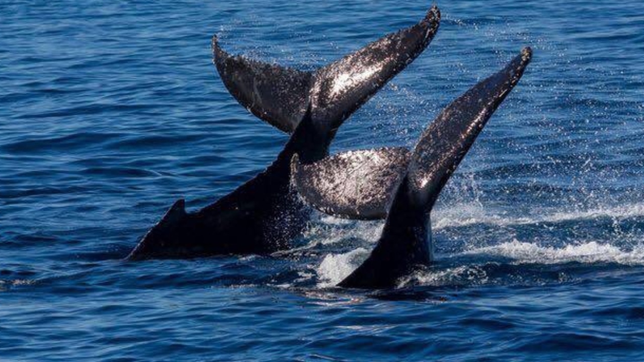 Volunteers working to save nearly 100 beached whales in Australia, but more  than half have died