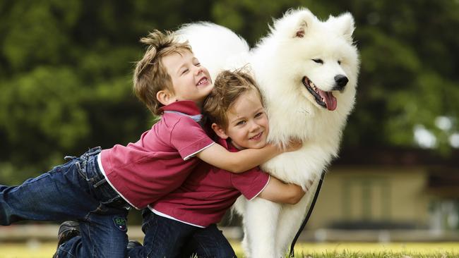 Twins Ethan and Evan Lappan, five, with their Samoyed dog Mac at the DOG LOVERS SHOW, Moore Park, today. (Pics Justin loyd)