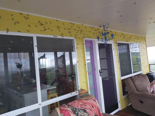 Murgon has been hit hard by a recent explosion in large, grew brown moths. Photo: Tanya Hitchcock-Sawangsri.