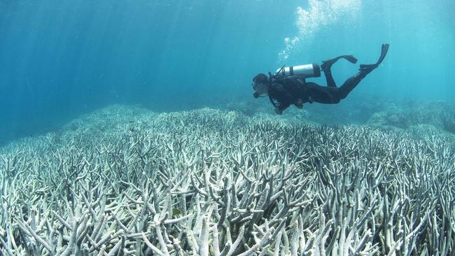 Great Barrier Reef: Coal dust dangers highlighted in new study | news ...