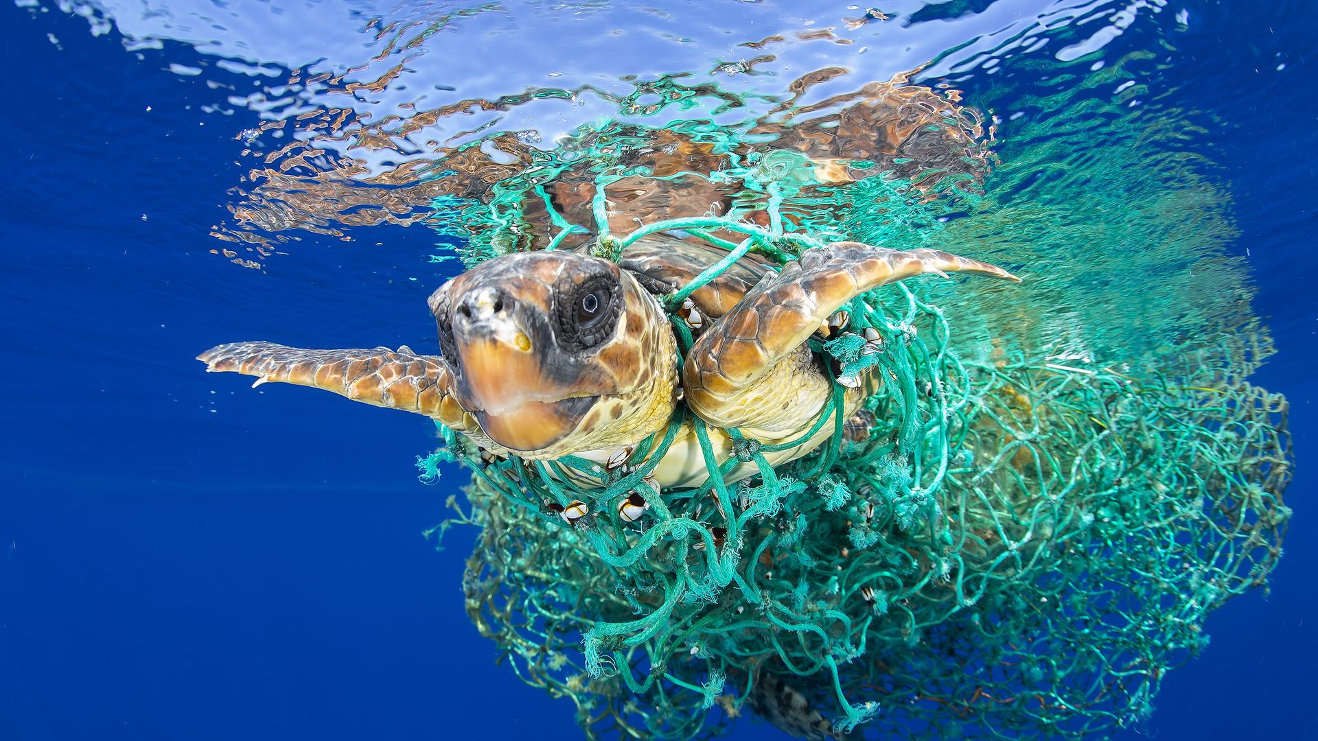 In this image released Monday Feb. 13, 2017, by World Press Photo titled "Caretta Caretta Trapped" by photographer Francis Perez, which won first prize in the Nature, Singles, category of the World Press Photo contest shows a sea turtle entangled in a fishing net swims off the coast of Tenerife, Canary Islands, Spain, on June 8, 2016. Sea turtles are considered a vulnerable species by the International Union for Conservation of Nature. Unattended fishing gear is responsible for many sea turtle deaths (Francis Perez/World Press Photo via AP)