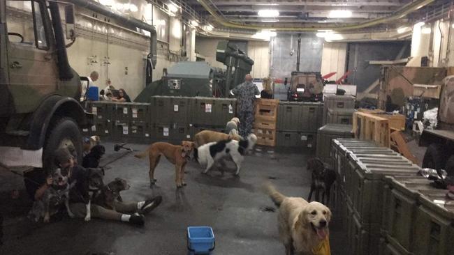 A makeshift doggie daycare below deck. Picture: Cassandra Smith