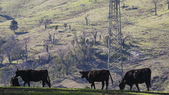 The smaller 330kV power lines on the Purcell property in Yass. Picture: Martin Ollman