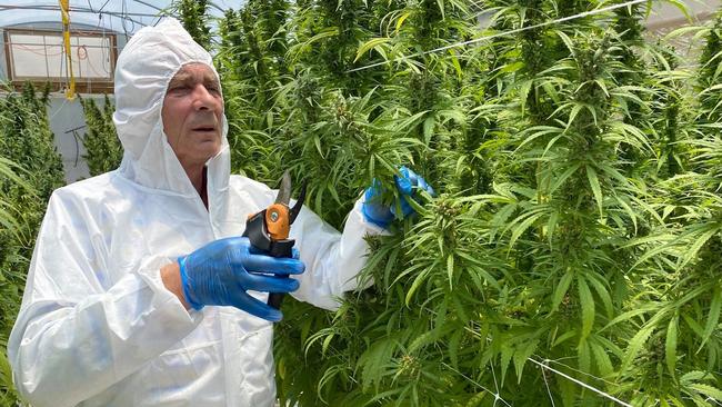 THC Global Ltd grows its cannabis in Bundaberg and processes it in Southport.