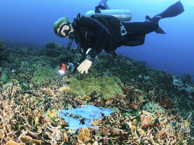 Plastic bags can kill marine life. Here a scuba diver swims over a discarded plastic bag tangled on a coral reef.