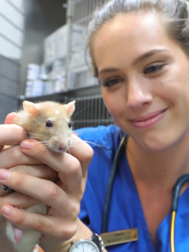 Laura Hutchinson with a stray rat brought in to the centre. Picture Glenn Hampson