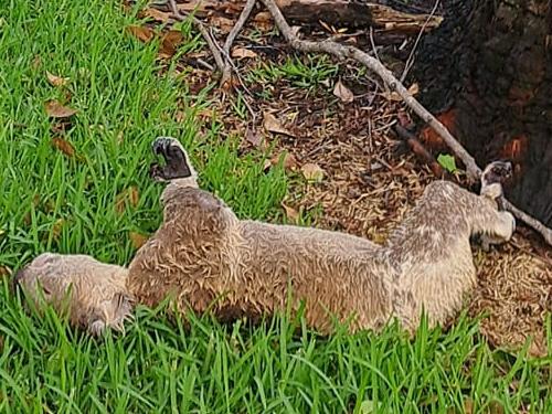 Months after a large part of his home range was cleared for development, Cathie Bravo has died. A Lake Cathie local of 15 years, Bravo was well known, and residents were upset to see his habitat removed last August. Our veterinary team is investigating his death. , Local extinctions like we're seeing across Port Macquarie, disconnects populations, leading to reduced gene flow and decreased koala health across the region. , Now more than ever, every tree is important to our local koalas., R.I.P. Bravo. Picture: Koala Hospital Port Macquarie Facebook Page