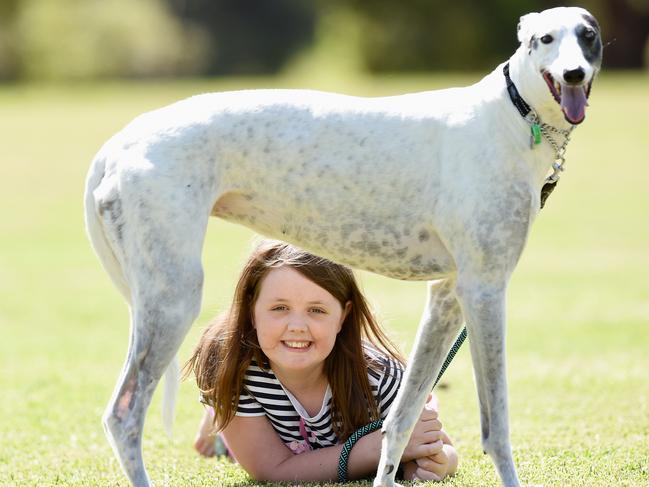 Hannah the hound can finally be muzzle-free. Picture: Lawrence Pinder