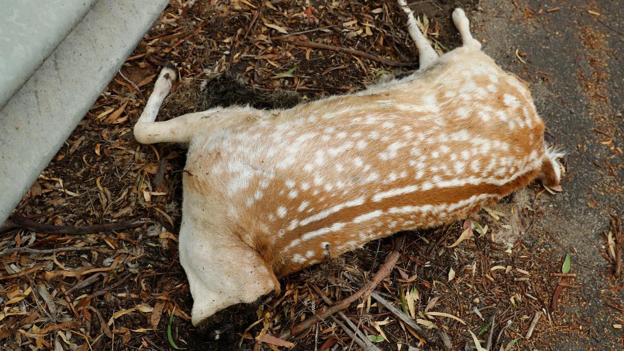 A headless deer on the side of the Great Ocean Road near Addiscott Rd. Picture: Alison Wynd