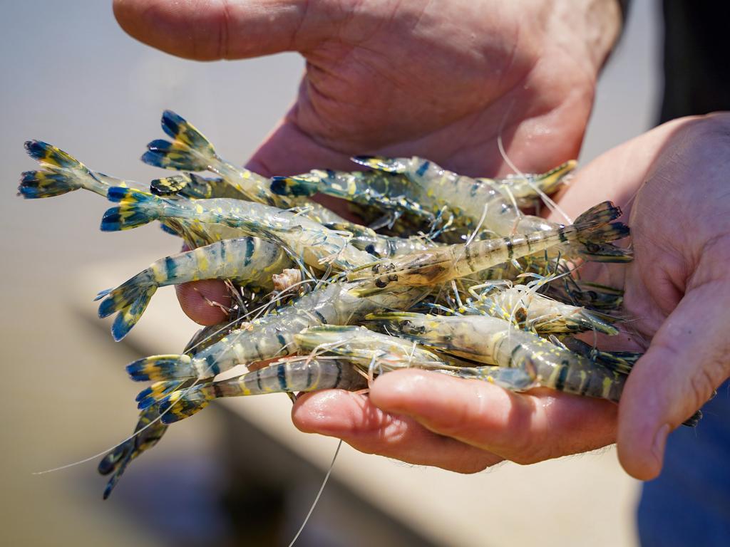 Some of the juvenile black tiger prawns grown at the Australian Prawn Farm's operations at Ilbilbie, about one hour south of Mackay. Picture: Heidi Petith