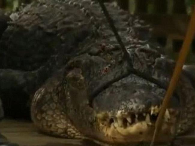 Killed ... The alligator had been spotted around the Blue Spring State Park in Florida, and had forced officials to close a swimming area. Picture: FOX 35