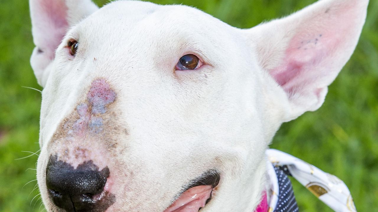 Kupala store bull terriers