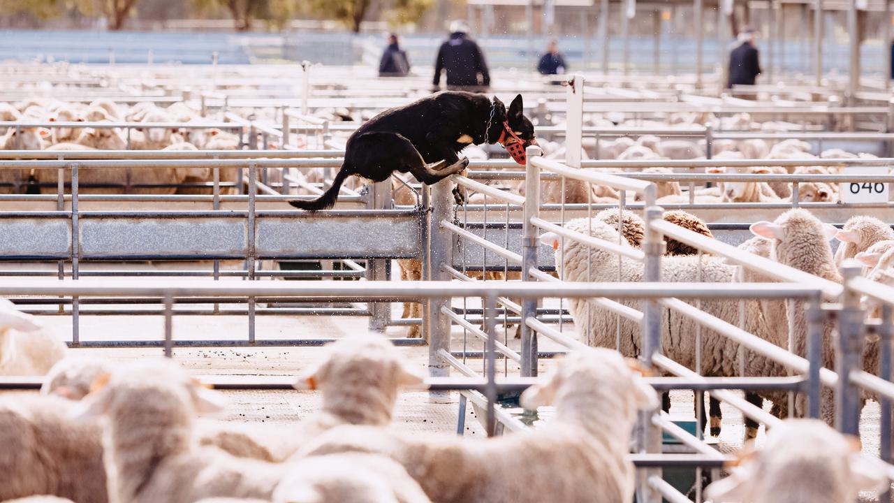 Lamb sold at Bendigo on Monday were the highest some agents say they’ve ever seen. Picture: Chloe Smith.