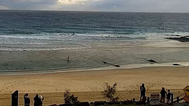 Rescue crews were called to a whale trapped in a net off Snapper Rocks.