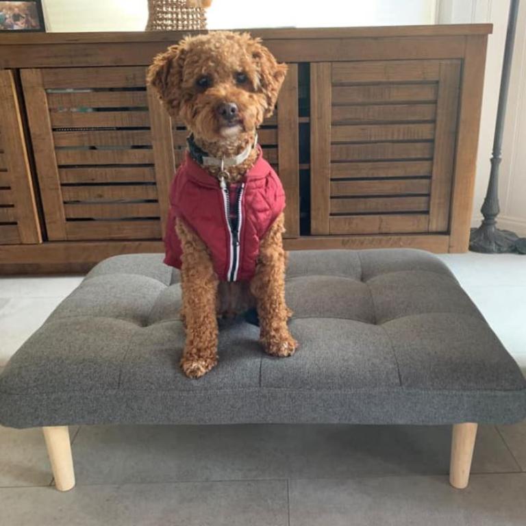 Kmart couch shop dog bed