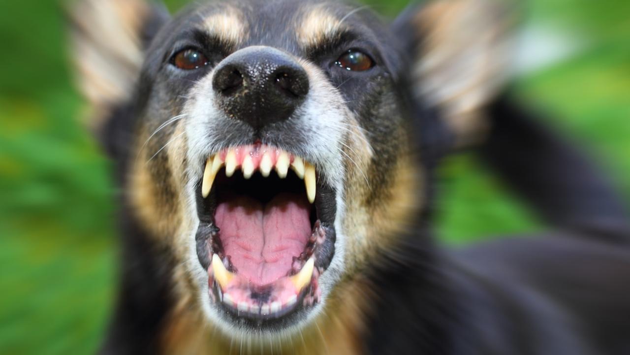 Dog attack: Gold Coast City Council declares pet dangerous after shar pei mauled at Gladys