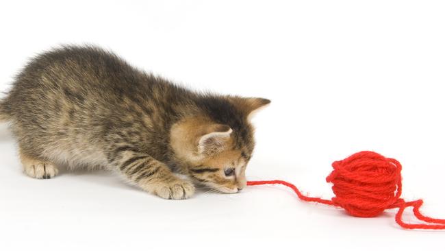 Buyig your first home can feel like you’re the cat chasing the piece of string.