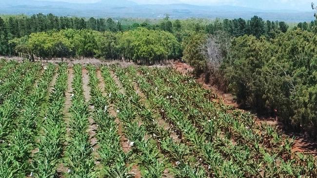 Bananas are among crops successfully grown at Lakeland, 60km south west of Cooktown.