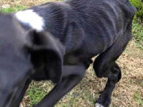 A nearby resident witnessed the dog being dumped from a dark blue or black car and left on the side of Eatonsville Rd, Eatonsville on Wednesday, July 17. Picture: Facebook