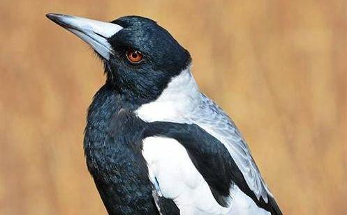 An aggressive magpie will be moved from Spinks Park, Lismore.