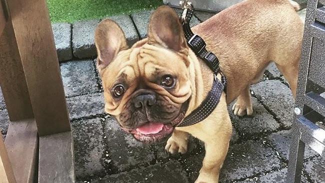 A Gold Coast couple's beloved Fawn French Bulldog, Theo, had been missing after a suspected daylight dognapping.