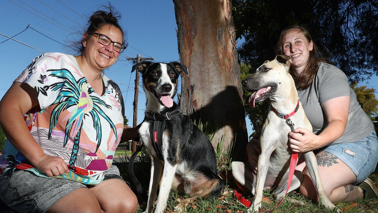 Rescue mission launched to save pets from death row