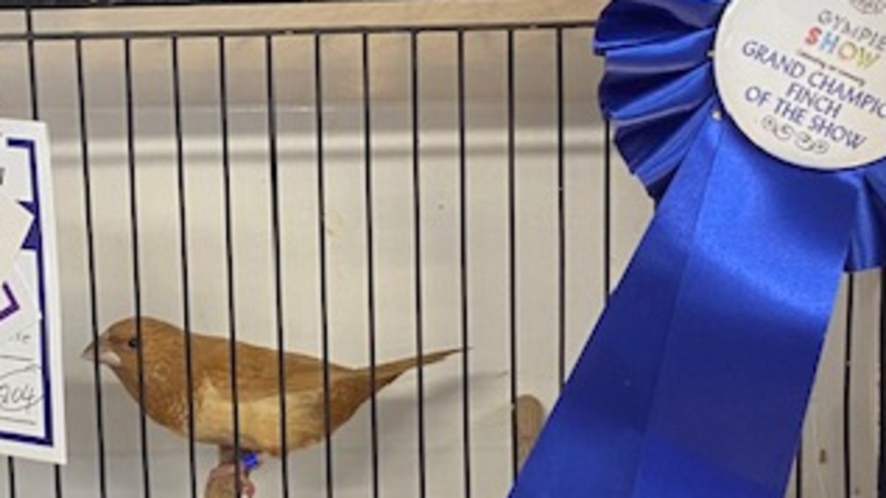 GRAND CHAMPION AND FINCH OF SHOW: Finch, owned by Cheryl Mares