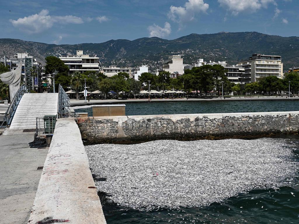 Dead fish seen floating in the waters of the port of Volos, central Greece, on August 28. Picture: Sakis Mitrolidis/AFP