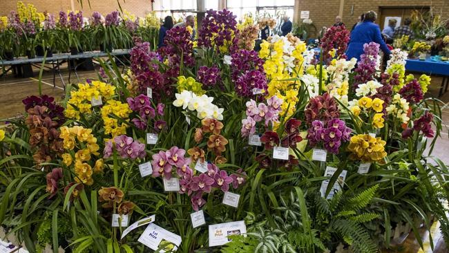 Cymbidium orchids on show.