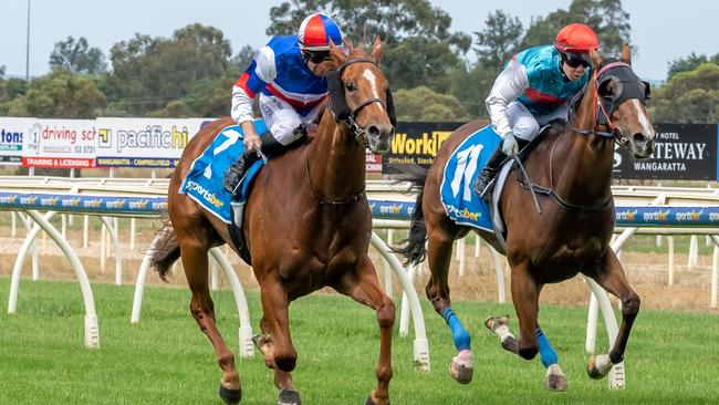 Promising debut winner Delusionaldictator will attempt to stay unbeaten when he resumes at Pakenham on Thursday. Picture: Racing Photos