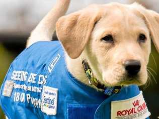 HELPING VISION: The Seeing Eye Dogs Appeal has now started. Picture: Contributed