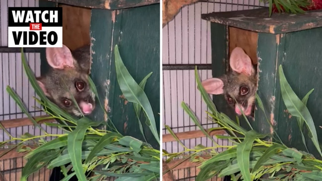 Bolt the baby brush-tailed-possum rescued from wild weather