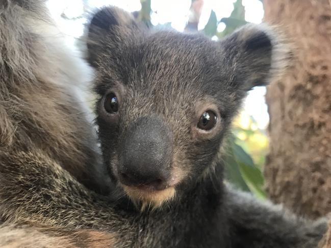 Koala joey Lana at the International Koala Centre of Excellence, Cleland Wildlife Park, one of two koalas born during the Kangaroo Island bushfires and translocated to Cleland as stowaways in the mother's pouch. Picture: Ashleigh Hunter