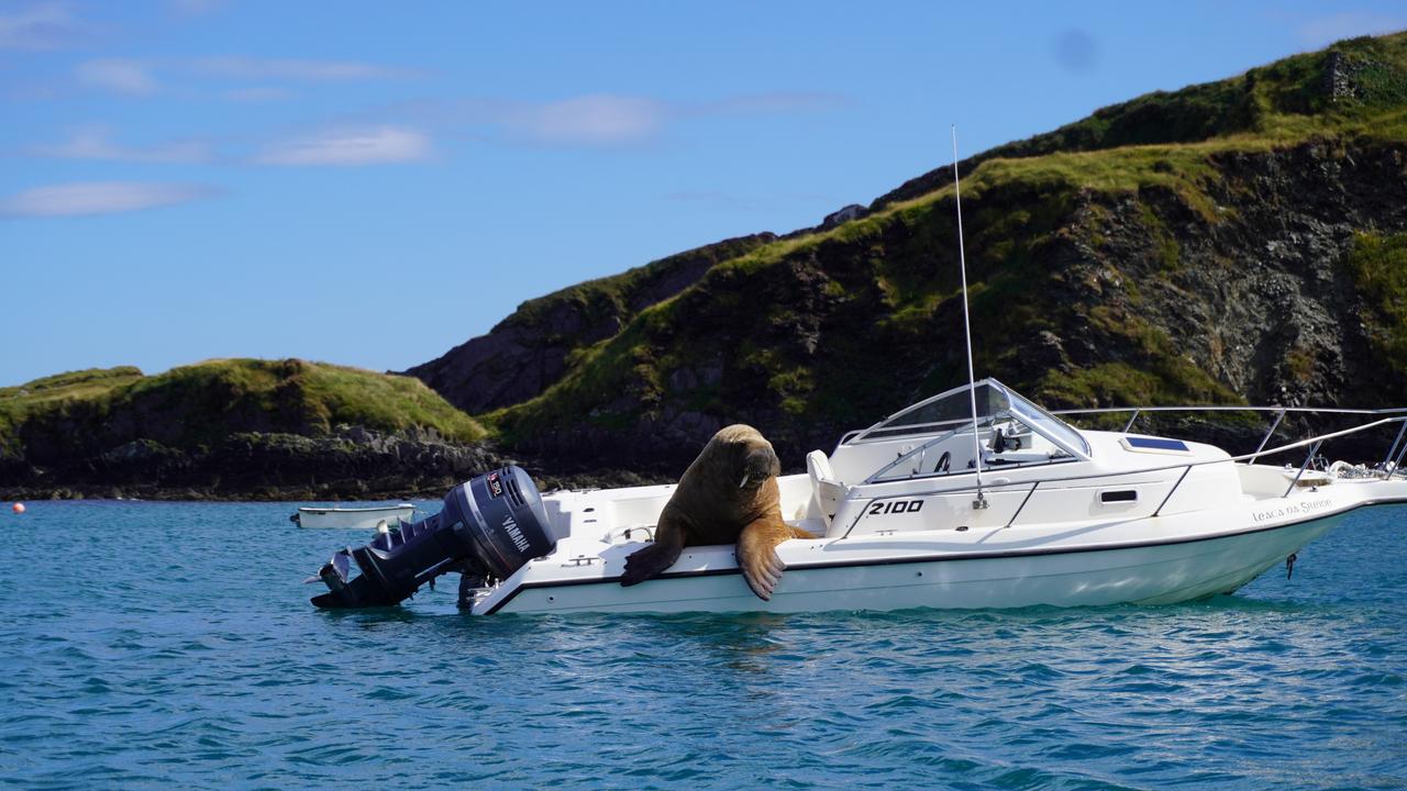 A floating couch has been built to deter Wally from taking over people’s boats. Picture: Adam Collins/Clonakilty Distillery/SWNS/Mega