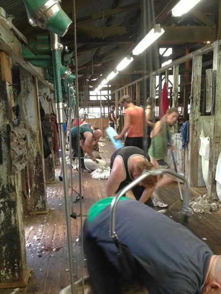 Shearers at Woomargama Station.