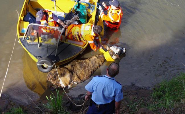 A trapped cow had to be rescued in a joint mission by Lismore City Council, Police and SES on Monday after she literally got stuck in the mud in Leycester Creek.