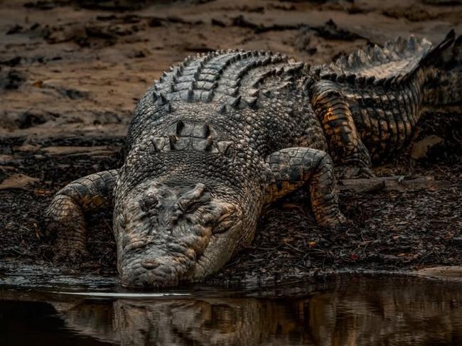 Big crocs too could live out their retirement years as pets under revived pet permit policies by the CLP. Picture: Crocodile_Beers