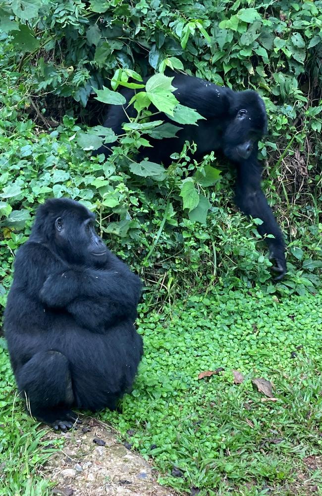 The gorillas went about their business as though we weren’t there. Picture: Riah Matthews