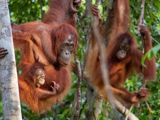 DO NOT PUBLISH BEFORE MIDNIGHT SATURDAY MARCH 12 2016 FOR SUNDAY PAPERS MUST CREDIT Will & Natalie Burrard-Lucas/Top Wildlife Sites of the World MUST REFERENCE Top Wildlife Sites of the World PRINT AND WEB RIGHTS AVAILABLE Orangutan Family, Borneo Picture: Will & Natalie Burrard-Lucas/Top Wildlife Sites of the World