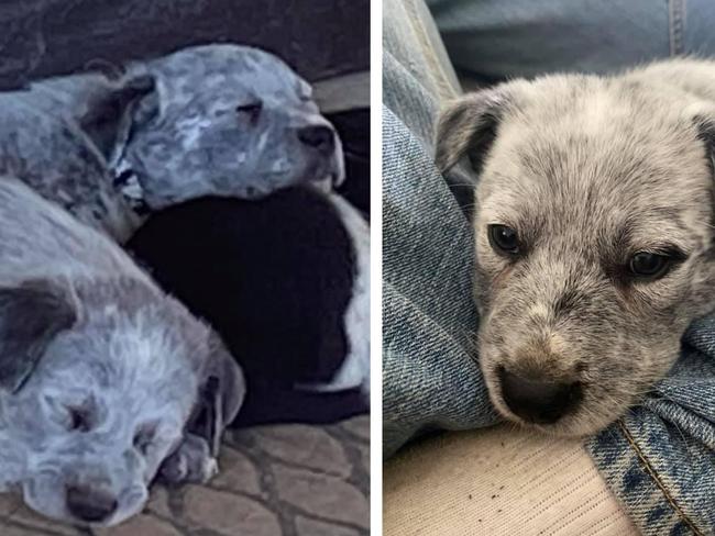 Two puppies were stolen from a rural property on Monday.