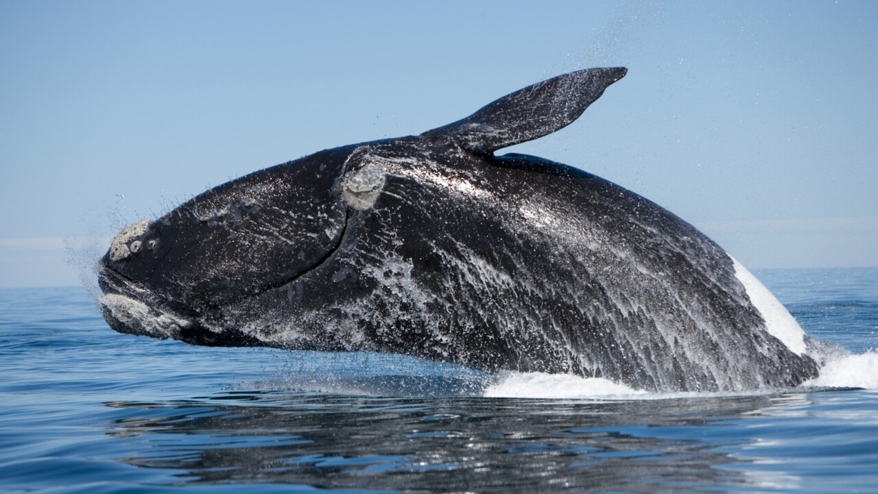 Southern right whale returns to sea after brief stay in NSW lake