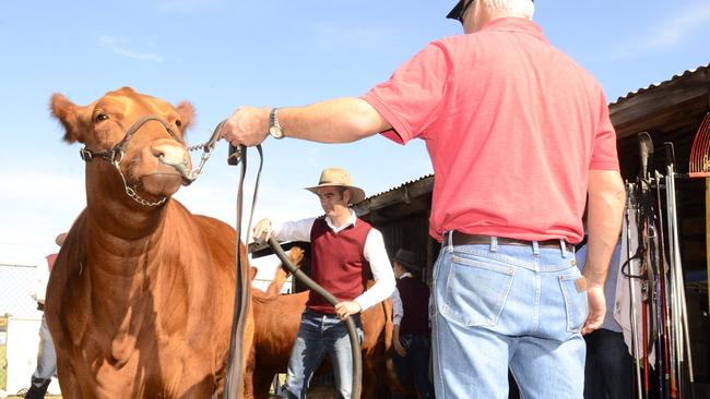 <s1>SCRUB THEM UP: Stud breeders are encouraged to prepare their cattle for an online judging competition. </s1> <ld pattern=" "/> <source>Picture: Debrah Novak</source>