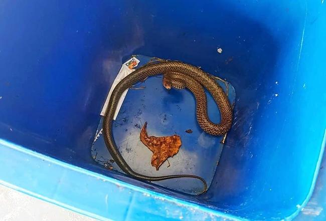 Stuart McKenzie is warning residents to not pick up snakes, after a man caught a 4ft eastern brown snake without knowing how dangerous it was. Picture: Snake Catcher Sunshine Coast